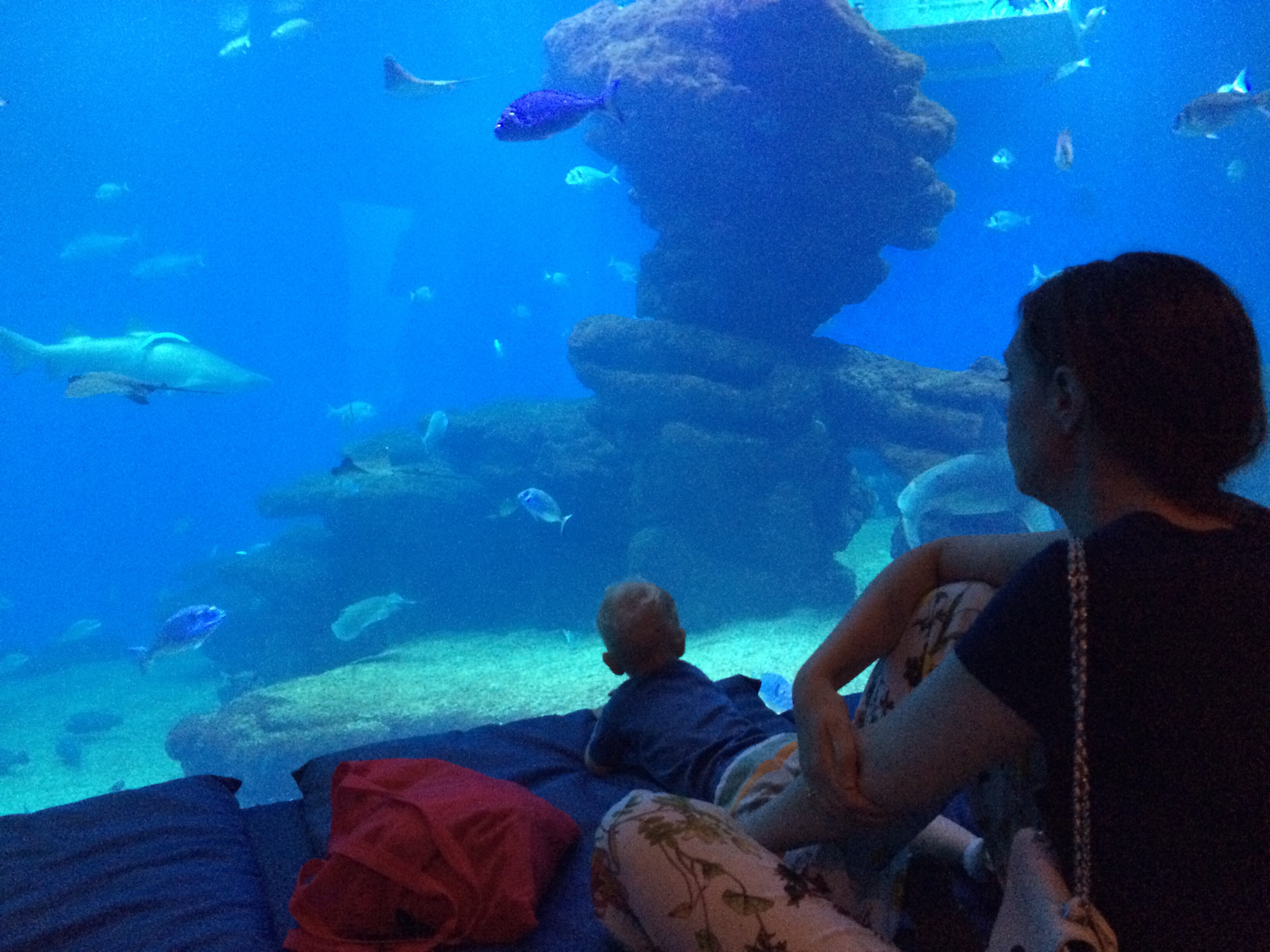 Palma Aquarium.