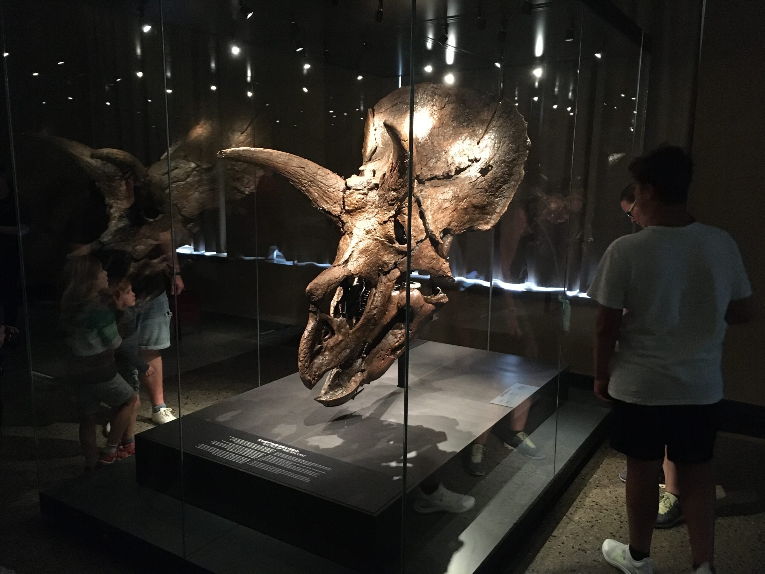Triceratops.